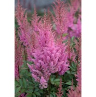 Tawułka Arendsa 'Gloria Purpurea' Astilbe arendsii