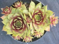 Rojnik 56 SAMOA czerwony z żółtym brzegiem