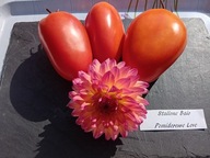 Pomidor Stallion Baio włoska odmiana heirloom nasiona kolekcjonerskie