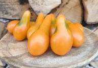 Pomidor Mila kolekcjonerskie nasiona pomidorów