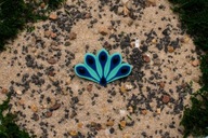 Miraculous Miraculum – broszka w kształcie ogona czarnego Pawia