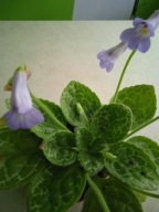 Skrętnik Pretty Turtle-duża sadzonka