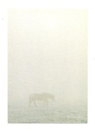 Pocztówka - Koń w porannej zimowej mgle ...