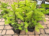 Jodła kaukaska Abies nordmanniana Sadzonka 30-40 cm doniczka 1,5 l
