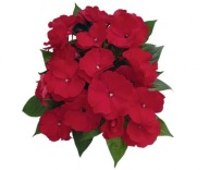 Niecierpek Impatiens NG Martinique Grande KWIATY DO PÓŁCIENIA