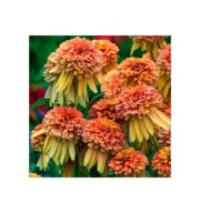 Jeżówka 'Marmalade' Echinacea