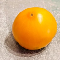 Pomidor Gold Medal (25) nasiona kolekcjonerskie