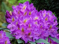 RÓŻANECZNIK 'Libretto' | MROZOODPORNY | CIEMNOFIOLETOWE KWIATY