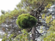 NOWA ODMIANA NA RYNKU Sosna czarna 'Kuna' PINUS NIGRA, KOLEKCJONER