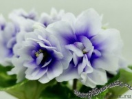 Fiołek afrykański# R-Devochka Moya Sineglazaya # sadzonka