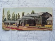 SOSNOWIEC PALMIARNIA ....