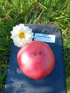 Pomidor Izrael pyszna malinówka z Izraela nasiona kolekcjonerskie