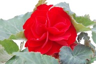 Begonia BULWIASTA CZERWONA Nonstop RED