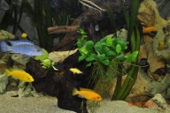 Anubias Nana MICRO!!! i Nana GOLD na Korzeniu Mopani BONSAI