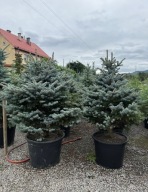 Świerk kłujący Glauca Globosa 130-140cm