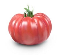 Nasiona pomidorów Monterosa F1 10 sztuk ***