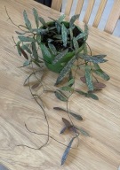 CAŁA Hoya SIGILLATIS ze ZDJĘCIA, 7 roślin w doniczce