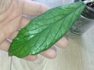 Hoya Hoja VITELLINOIDES ukorzeniona