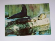 Uchatki kalifornijskie - ZOO Warszawa