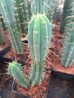 Kaktus Trichocereus Pach X bridgesii większy PB4 + gratisy + ogrzewacz