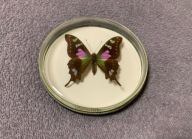 Motyl w okrągłej ramce 10x10 cm - GRAPHIUM Weiskei - Papua New Guinea