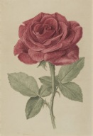 Plakat BOTANICZNY Czerwona Róża Vintage B2 bez ramy 50 x 70cm