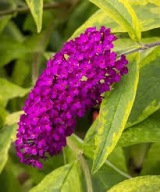 Budleja davidii Santana
