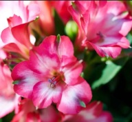 Alstromeria Alstroemeria Inticancha MIRABEL