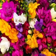 Frezja Pełna Mix Kolorów sadzonka w pojemniku wieloletnia na rabaty