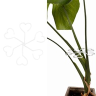 Podpora do roślin kwiatów doniczkowych podpórka chwytak biała 10cm–PLA 1szt