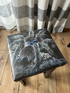 TABORET, krzesło, ekoskóra z nadrukiem, pająk ptasznik, 33x33cm, wys. 55cm