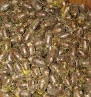 Pszczoła murarka ogrodowa 125szt + 10%