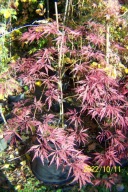 Klon dissectum czerwony karłowy szczepiony inny