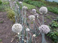 Por Nasiona Naturalne 2g