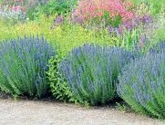 Hyzop Lekarski Najpiękniejsze z Ziół Sadzonka P9