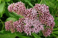 Sadziec konopiasty 1 szt