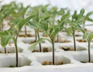 Podkładka pomidora F1