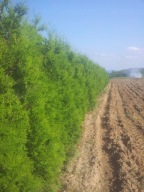 Thuja tuja brabant na żywopłot sadzonki 10 sztuk