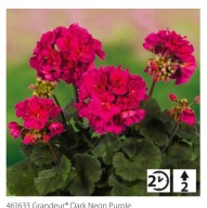 Pelargonia zonale Grandeur Dark Neon Purple