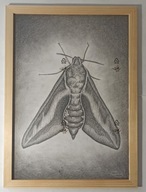 Ćma - rysunek ołówkiem