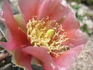 Mrozoodporna opuncja RUBRA łososiowy kwiat