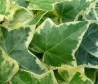 Bluszcz kolorowy pstry zimozielony hedera sadzonki 50 cm!