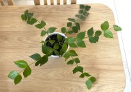 CAŁA Hoya Polyneura ze ZDJĘCIA, KWITNIE, 4 ROŚLINY w doniczce