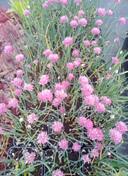 Czosnek bylinowy Rising Star szczypiorek czosnkowy Allium schoenoprasum