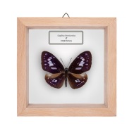 Motyl w gablotce Euploea hewitsonius