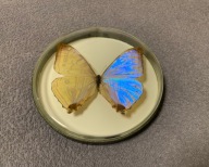 Motyl w okrągłej ramce 12x12 cm - MORPHO Sulkowskyi - Peru