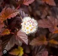 PĘCHERZNICA ,,DIABLE D'OR'' SZYBKI SZPALER