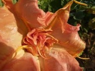 Brugmansia datura SB Typhon