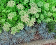 Rozchodnik okazały brillant sadzonka w pojemniku na kompozycje bukietowe