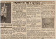 POZNAŃ PIES WYSTAWA MYŚLIWSKICH PSÓW RASOWYCH PSY - NOWY TARG RÓŻE